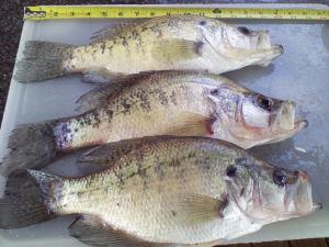 crappie