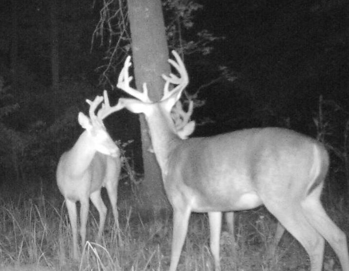 "Okay guys, it's almost daylight. Let's split up and be careful the next two weeks so we don't end up in the Simmons' Big Buck contest." -- photo by Rner Guide Service