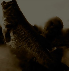 Posible_Largemouth-Bass_World_Record