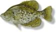 blcrappie