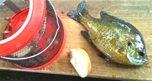 A couple of small fresh potato wedges like this one keep crickets alive and keep them ready to catch bream!