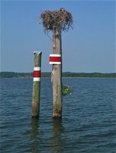 Momma Osprey peers out over the top of the big five-foot nest on a D'Arbonne channel marker.