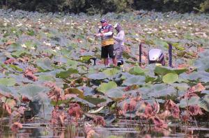 Tharp fished in the middle of huge lilly pad fields to claim his top prize