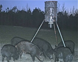 wild_hogs_2