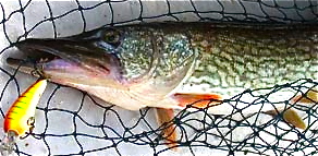 Chain Pickerel
