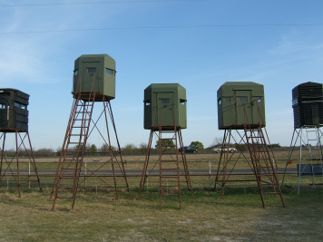 overcrowded deer woods