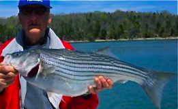 A big striped bass
