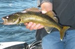 Walleye