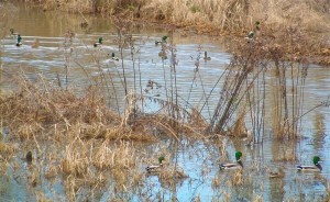 Ducks in a row! These mallards provided a photo op that would have made any politician jealous!