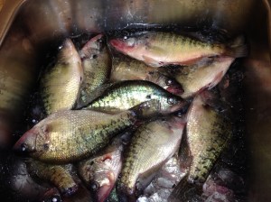 Sink full of supper caught by one of my D'Arbonne buddies who I am no longer talking to until he takes me fishing!