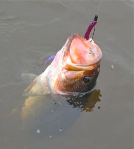 Have you ever tried to catch a big bass and take a picture of it at the same time?