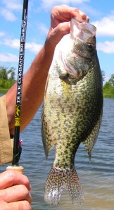 If you want to catch these in the spring....