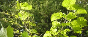 KONICA MINOLTA DIGITAL CAMERA