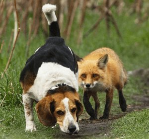 A good hunting dog can help you on your hunt. Wildlife is sneaky, sneaky, sneaky, you know...