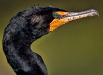 cormorant