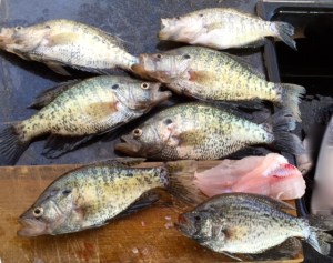 I've been blessed with a few good "fish fry" catches this week.