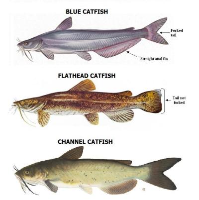 CATFISH-SPECIES