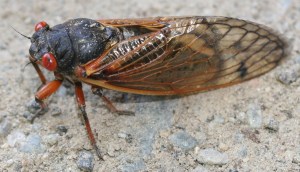 cicada_0