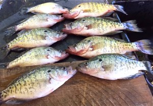 They'll be after big ole' D'Arbonne crappie like these caught on the lake Wednesday before the front!