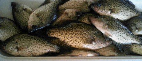 Screen Shot 2015-11-13 at 12.51.21 PM