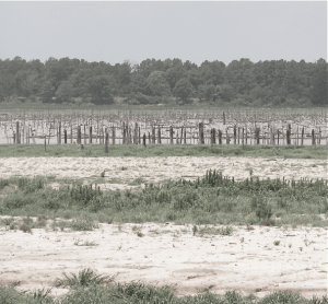 Screen Shot 2016-02-03 at 1.44.28 PM