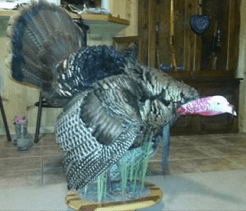 Screen Shot 2016-04-02 at 10.31.55 AM