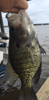 Screen Shot 2016-04-12 at 9.07.36 PM