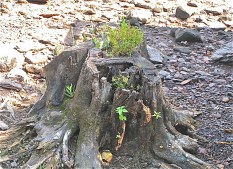 KONICA MINOLTA DIGITAL CAMERA