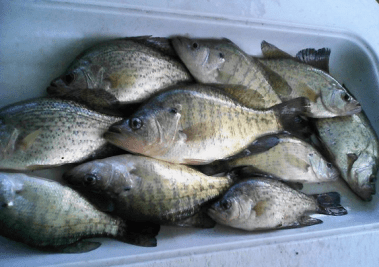 Screen Shot 2016-08-06 at 7.13.11 PM