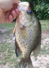 Screen Shot 2016-08-11 at 10.43.49 AM