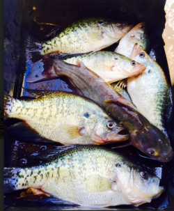 screen-shot-2017-02-20-at-5-41-25-pm