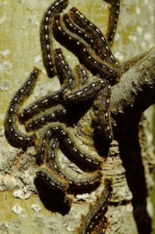 Screen Shot 2017-05-04 at 9.14.26 AM