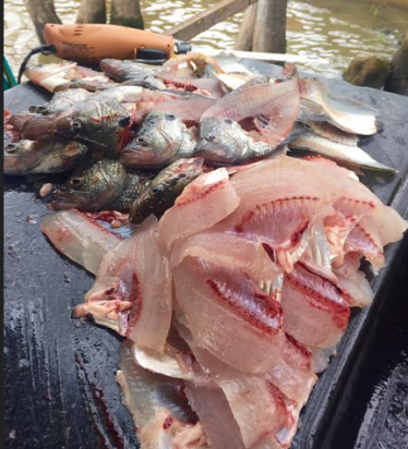 Screen Shot 2018-03-26 at 4.48.01 PM