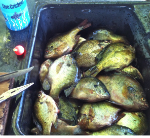 Screen Shot 2018-05-02 at 11.12.04 AM