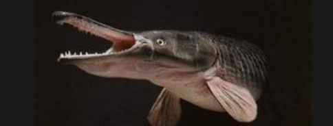 Screen Shot 2018-06-08 at 12.37.13 PM